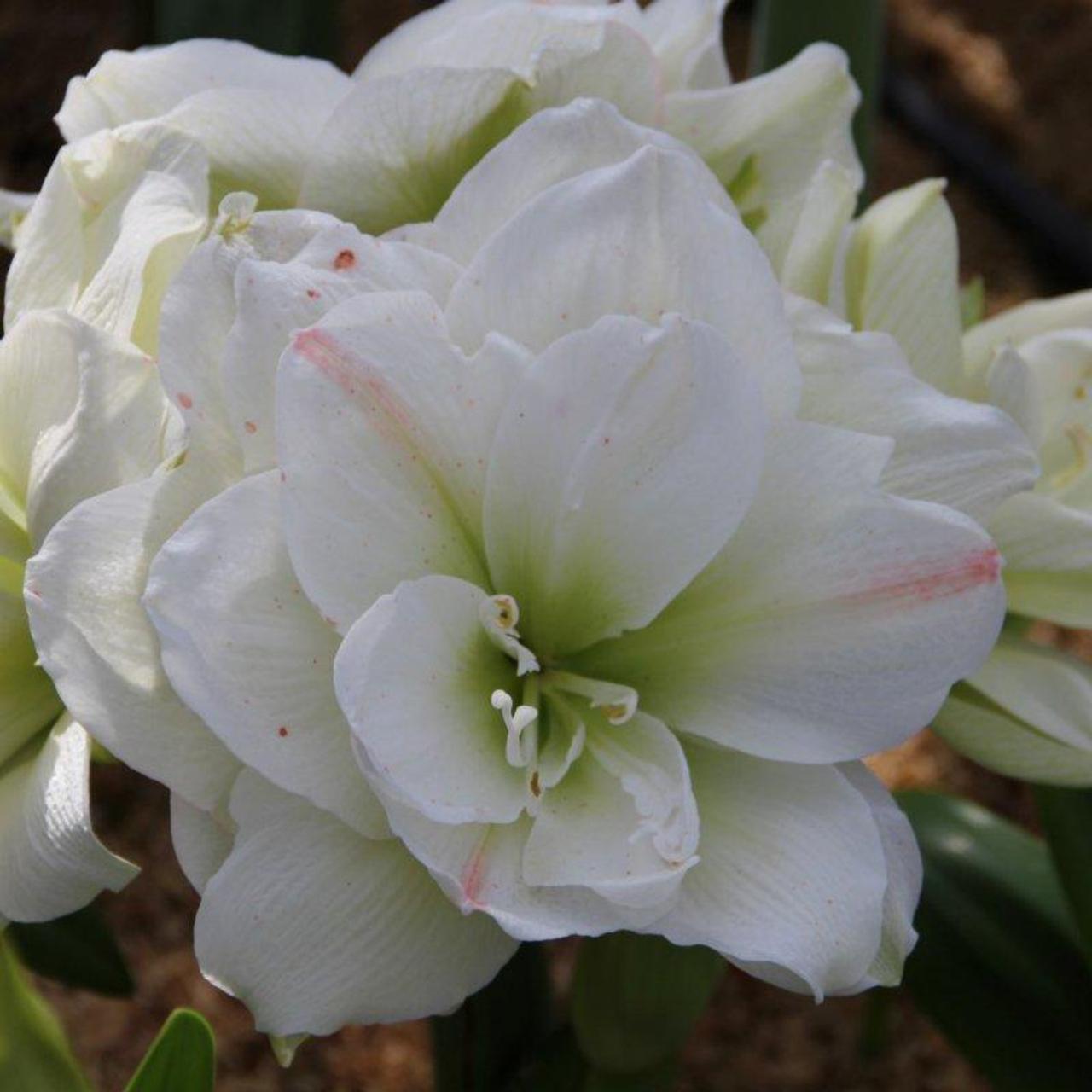 Hippeastrum 'White Amadeus' plant