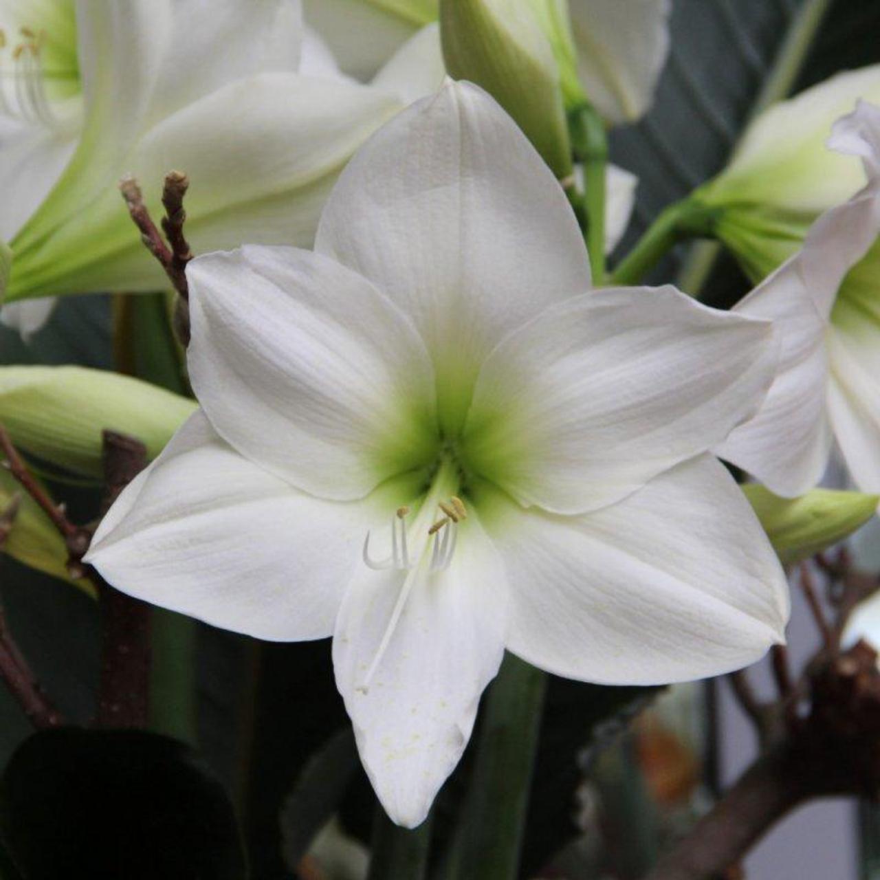 Hippeastrum 'White Queen' plant