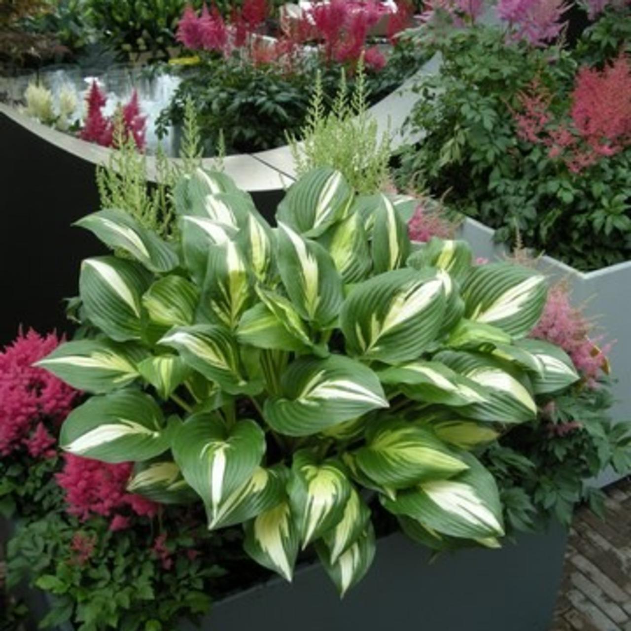 Hosta 'American Sweatheart' plant