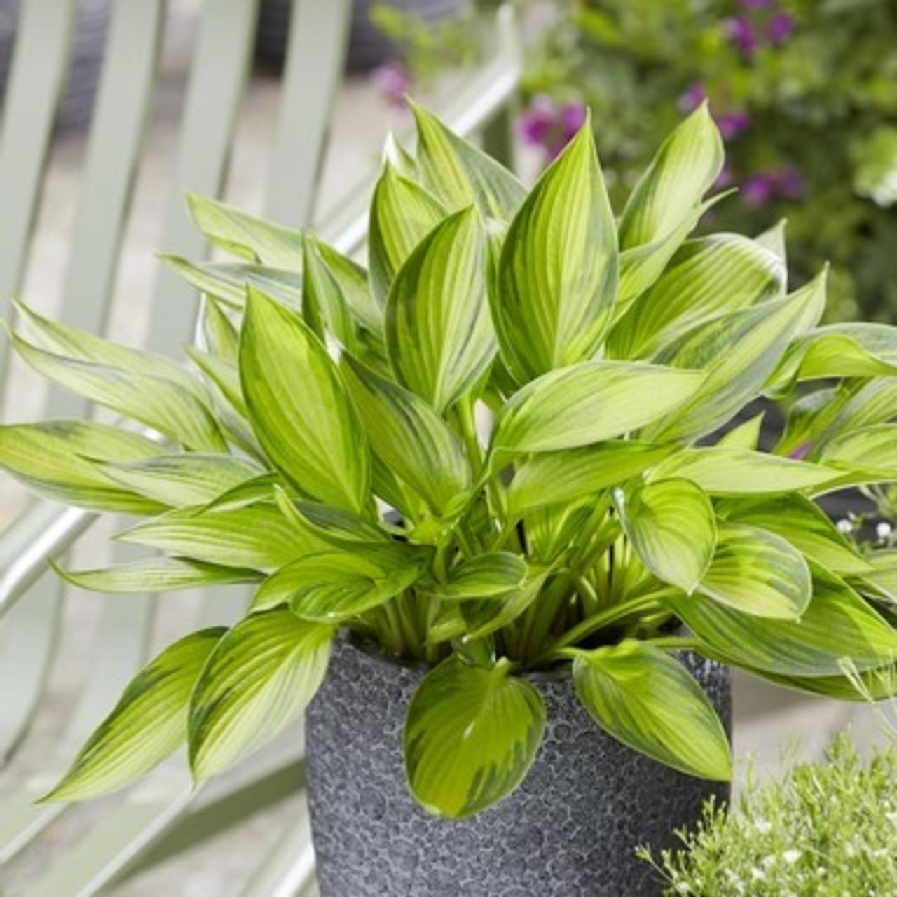 Hosta 'Ayesha' plant