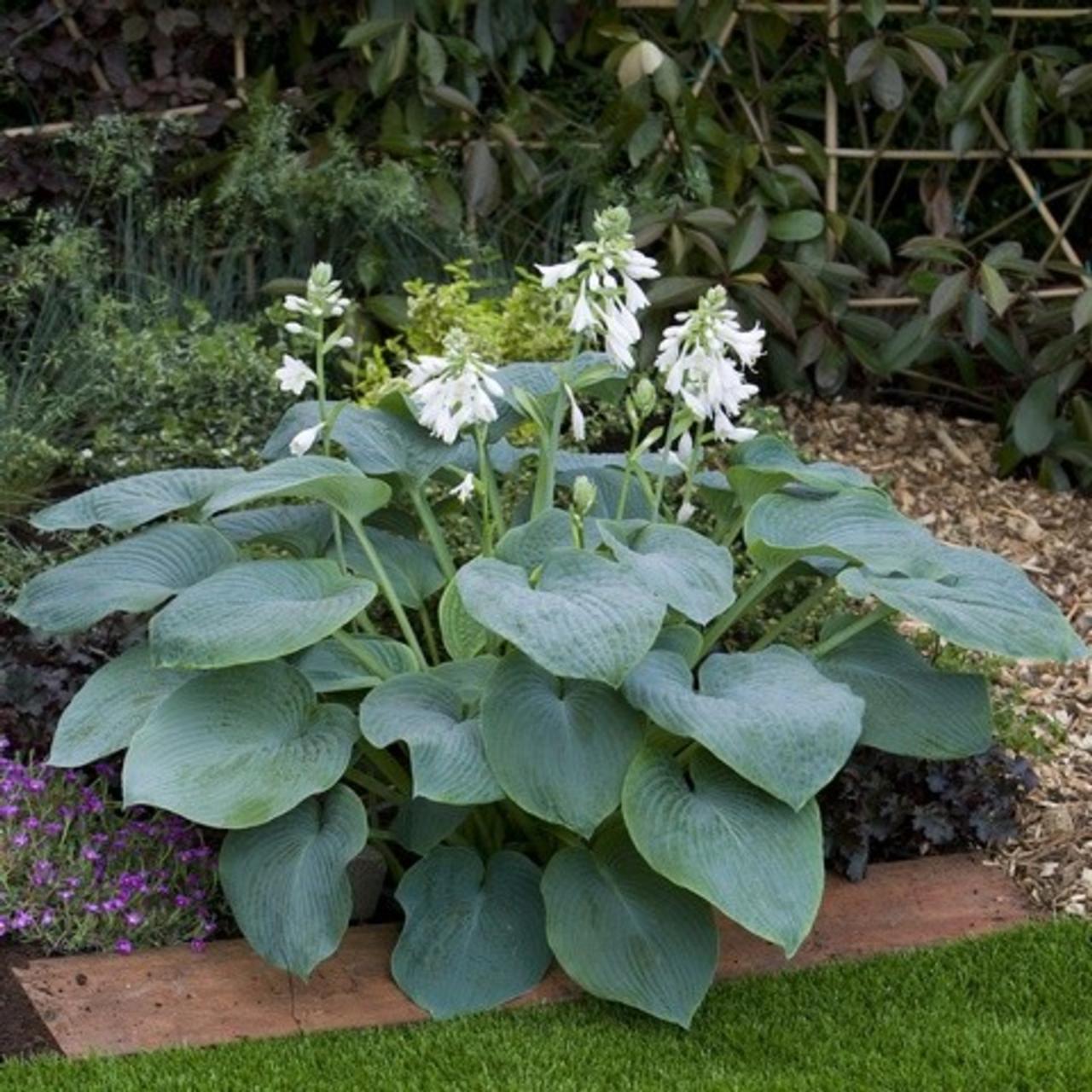 Hosta 'Bressingham Blue' plant