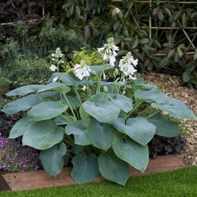 hosta-bressingham-blue