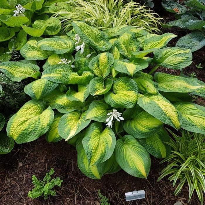 Hosta Brother Stefan Acheter Des Hostas Chez Coolplants