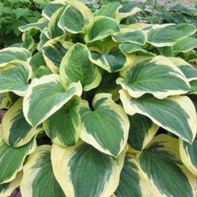 hosta-diana-remembered