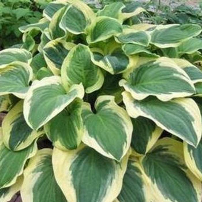 Hosta 'Diana Remembered' plant