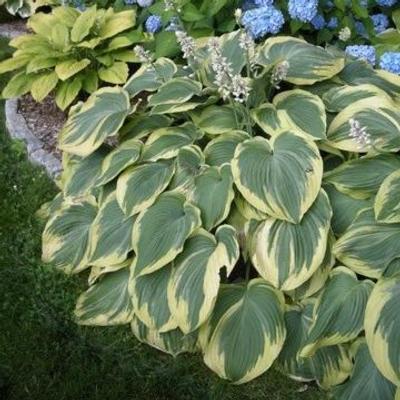 hosta-earth-angel