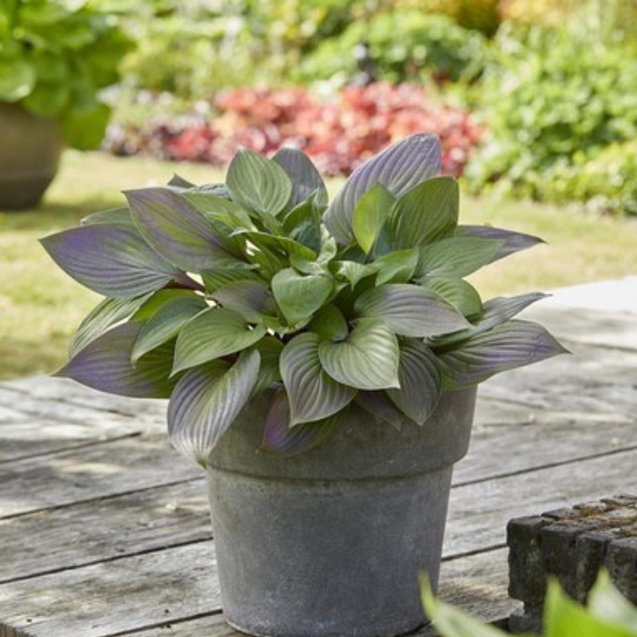 Hosta 'First Blush' plant