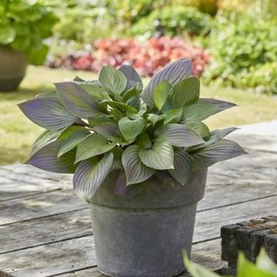 hosta-first-blush