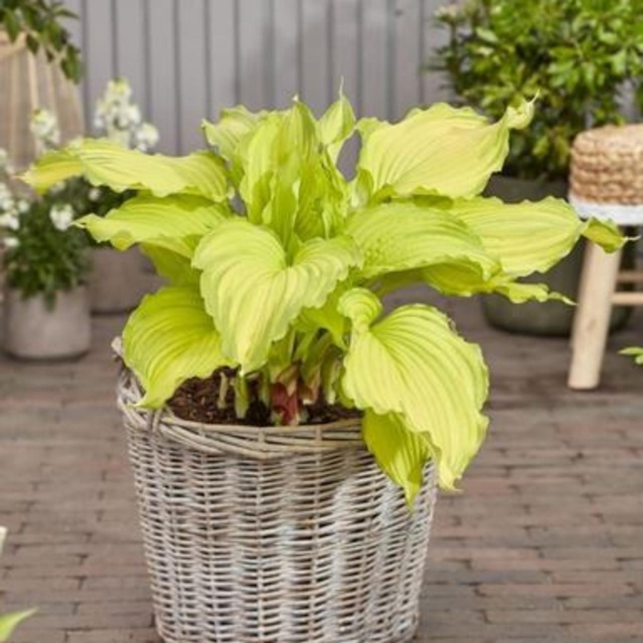 Hosta 'First Dance' plant