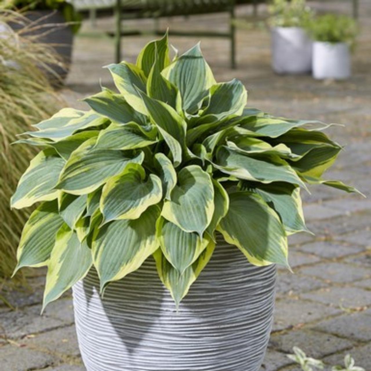 Hosta 'Flemish Tradition' plant