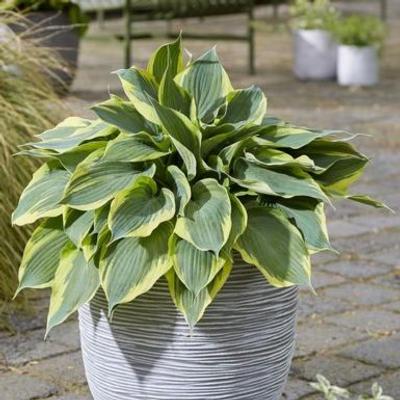 hosta-flemish-tradition