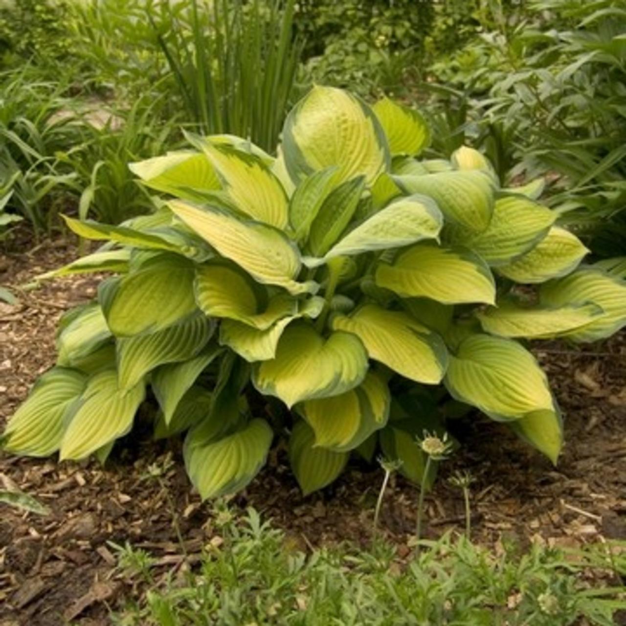 Hosta fort. 'Gold Standard' plant