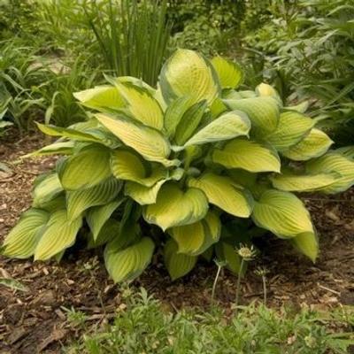 hosta-fort-gold-standard