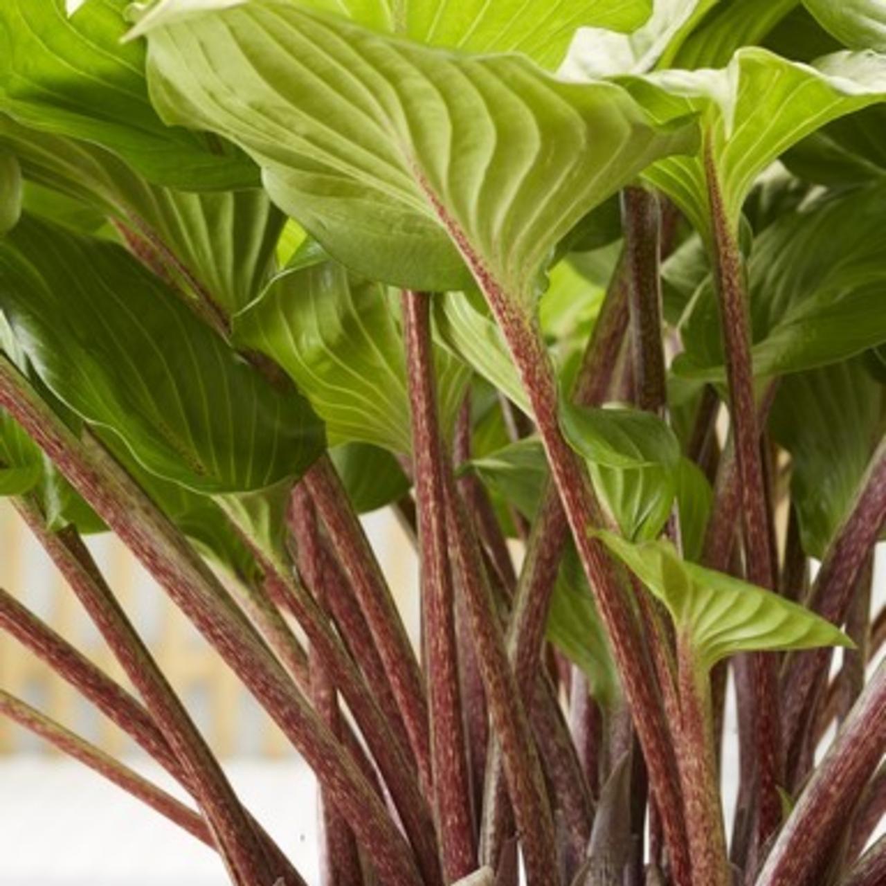 Hosta 'Gooseberry Sundae' plant