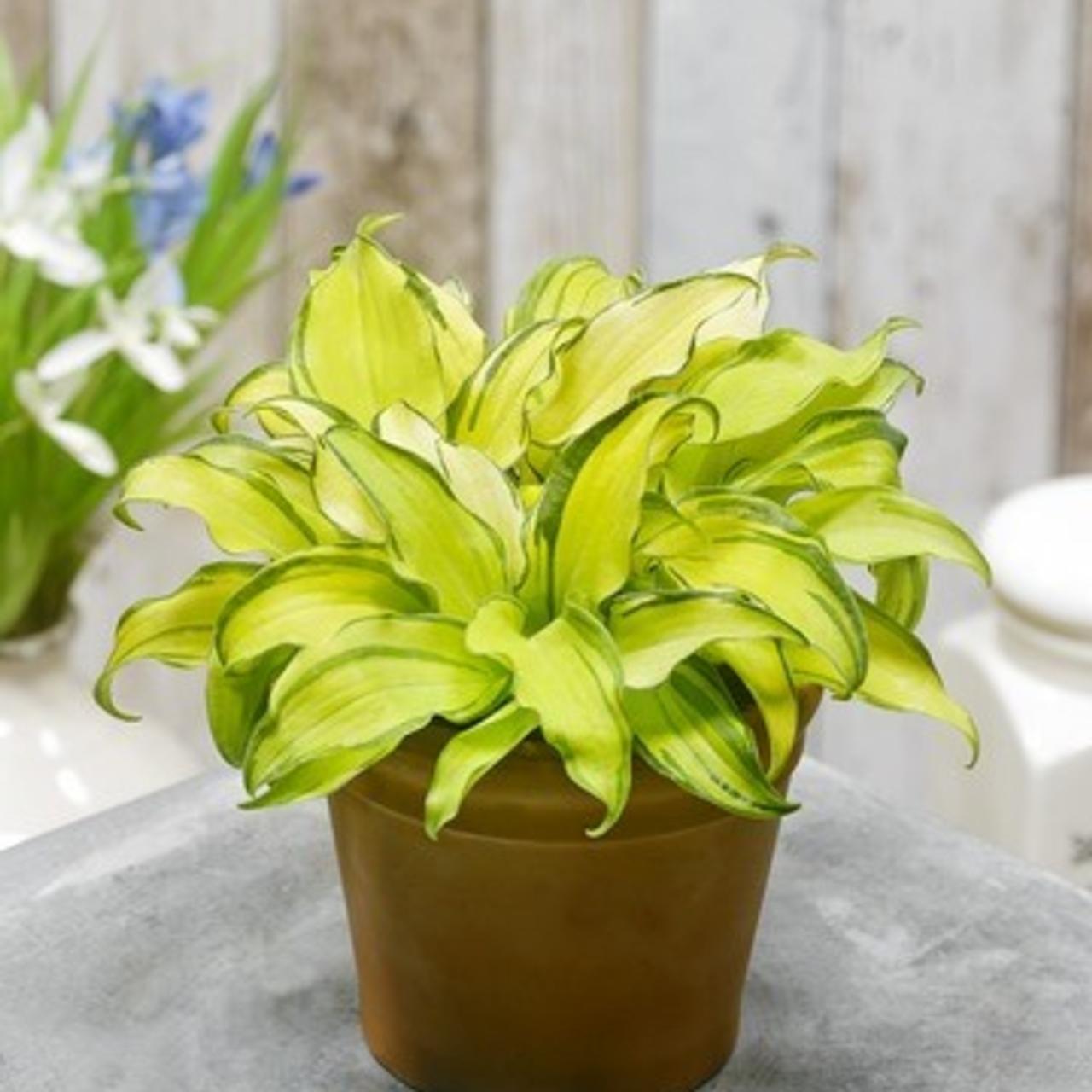 Hosta 'Gravity Rocks' plant