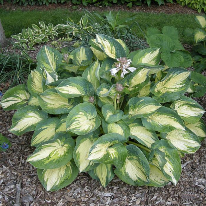 Hosta 'Great Expectations' - buy Plantain Lily at Coolplants