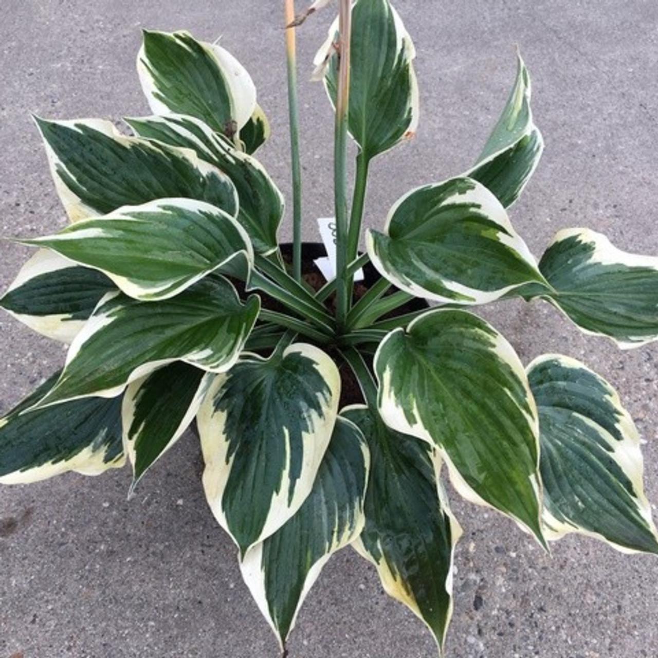 Hosta 'Hi-Class' plant