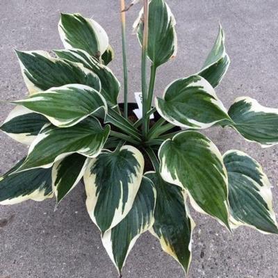 hosta-hiclass