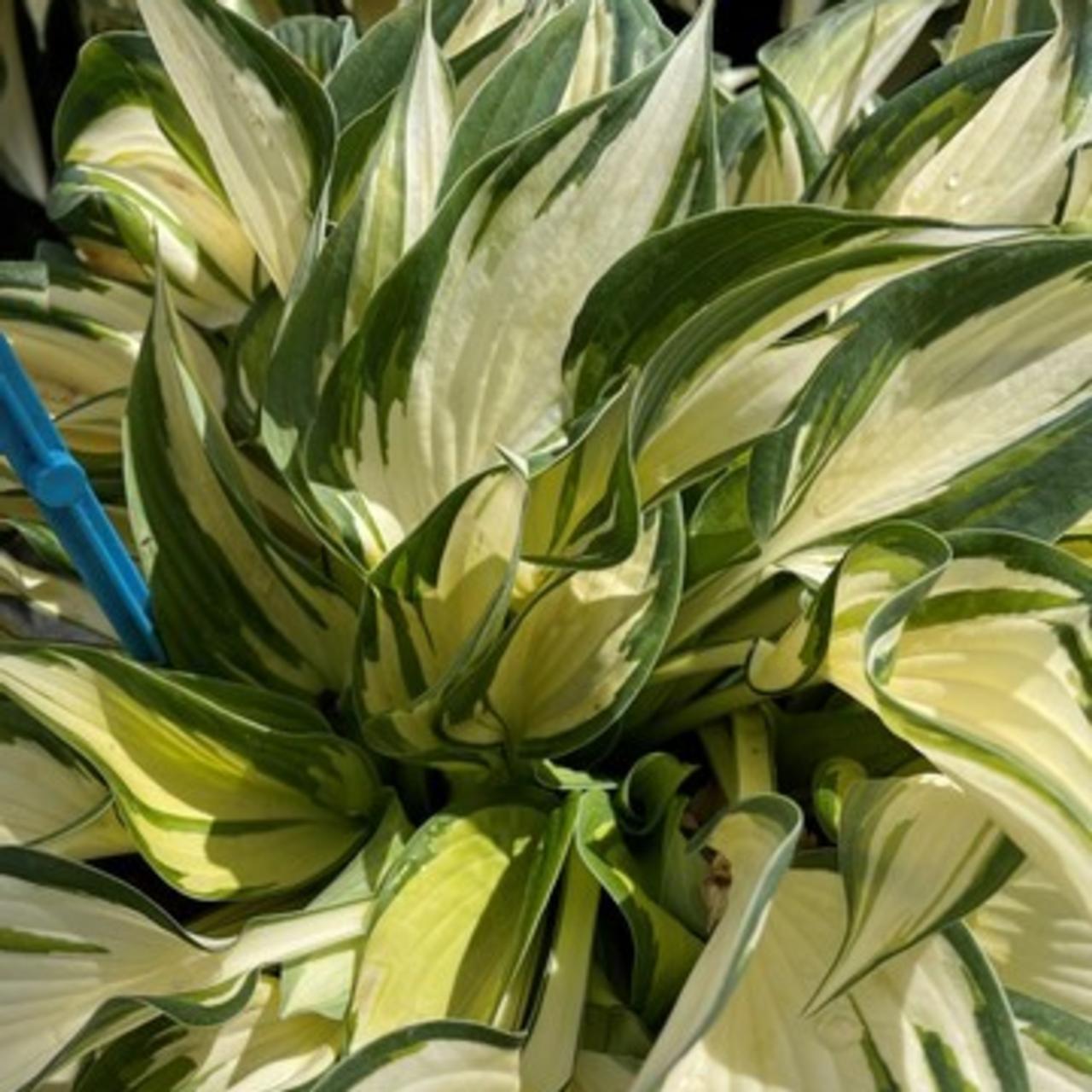 Hosta 'Hi-Fi' plant