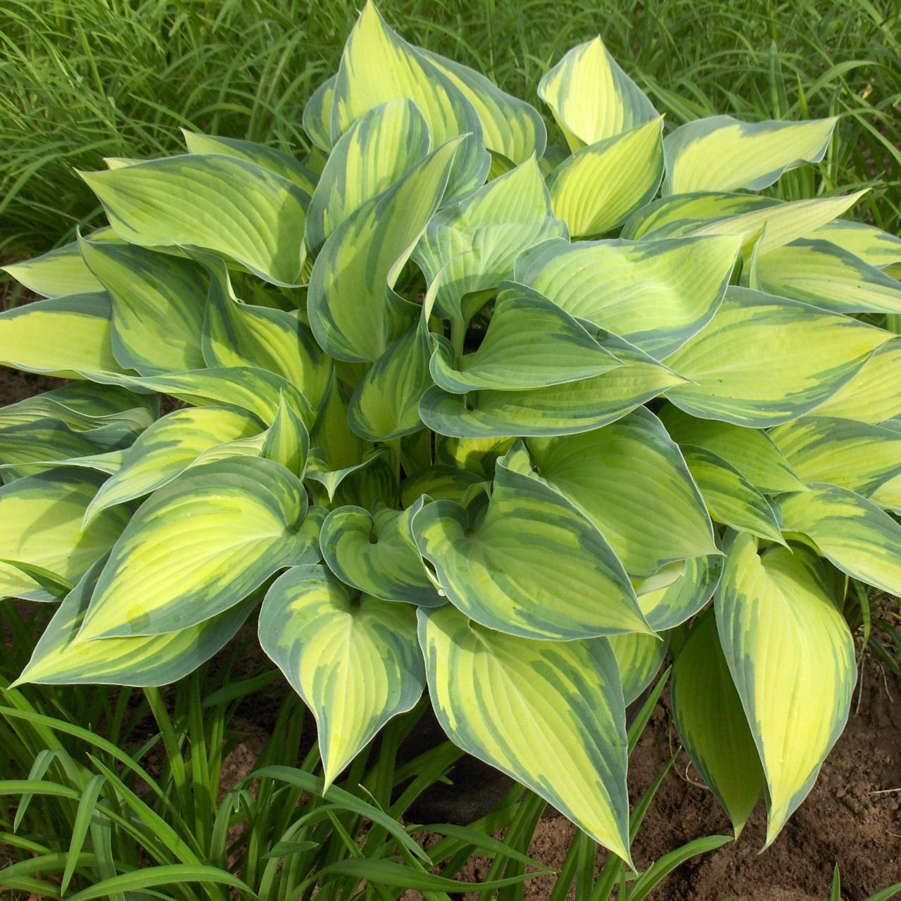 Hosta 'June' - planten kopen bij Coolplants