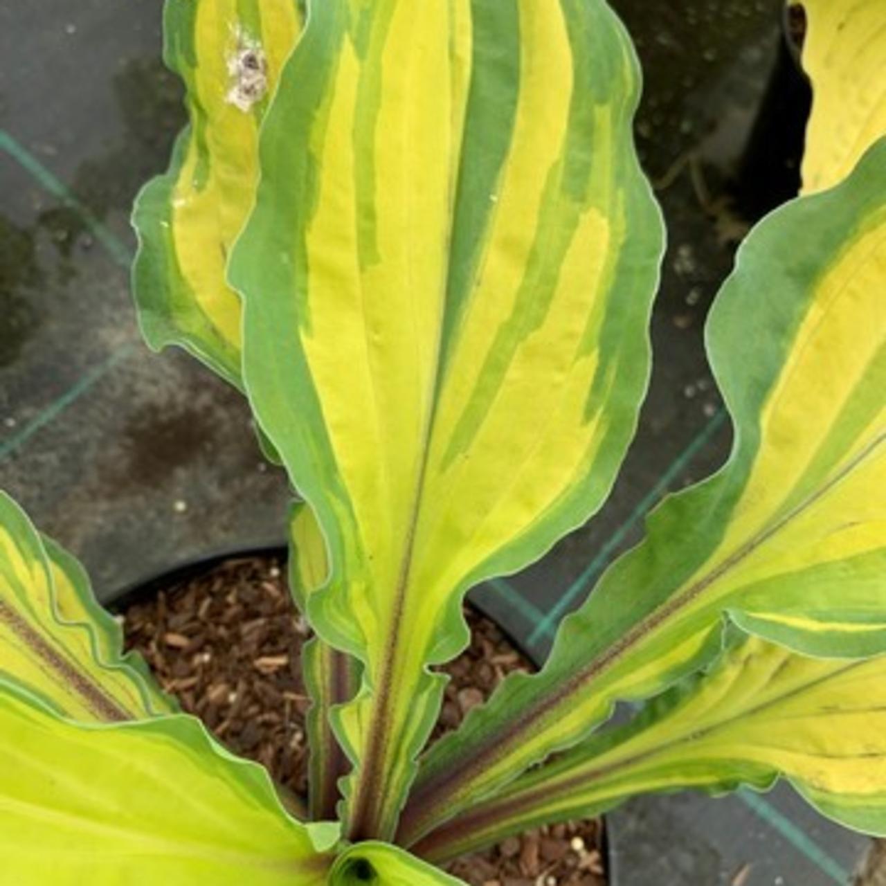 Hosta 'Lipstick Kiss' plant