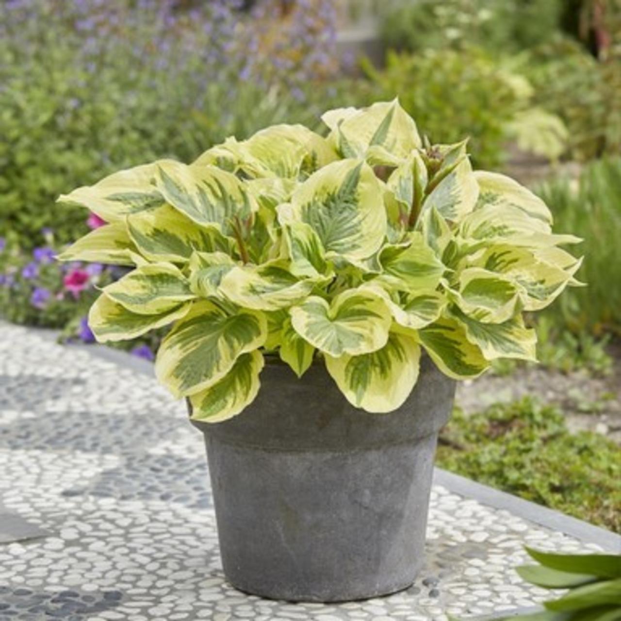 Hosta 'Paisley Border' plant