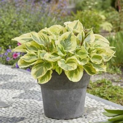 hosta-paisley-border