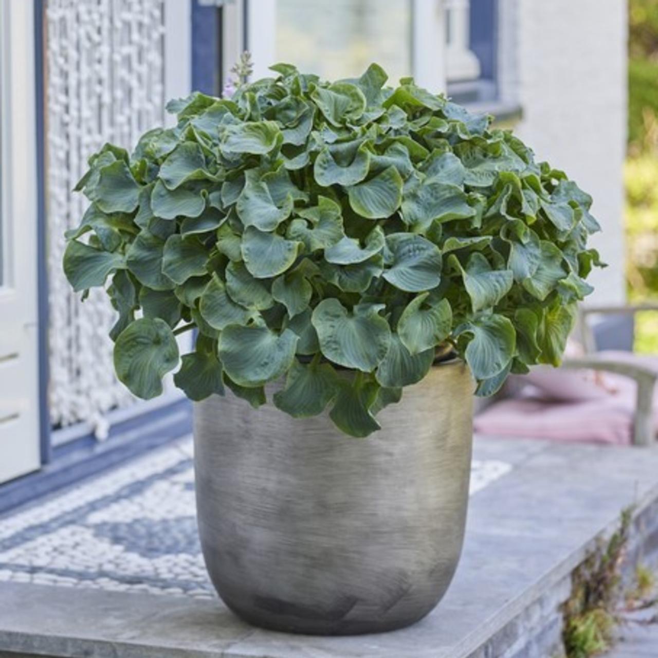 Hosta 'Ruffled Mouse Ears' plant