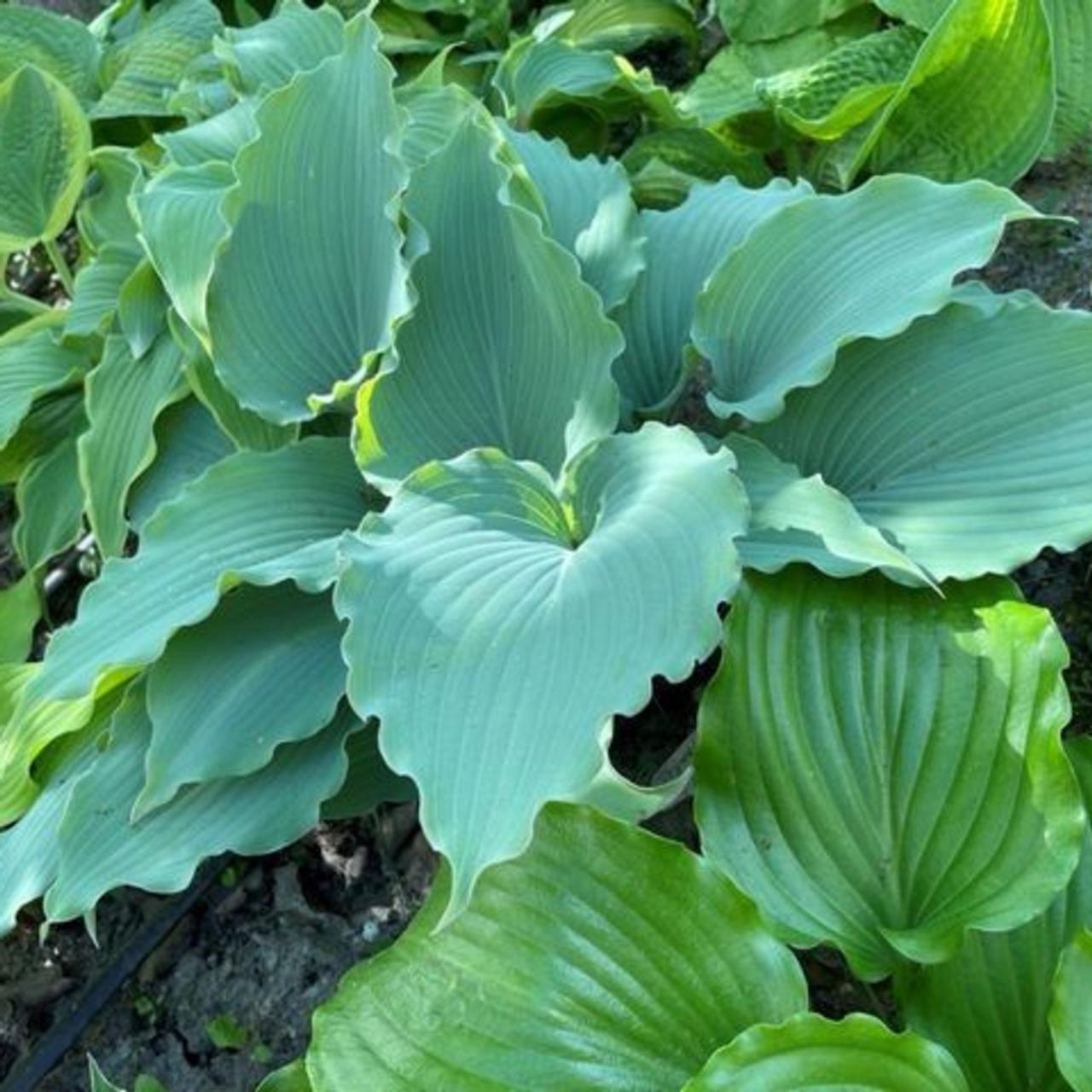 Hosta 'Skywriter' plant