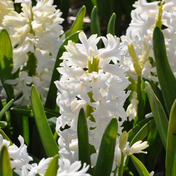 Hyacinthus 'Aiolos' plant