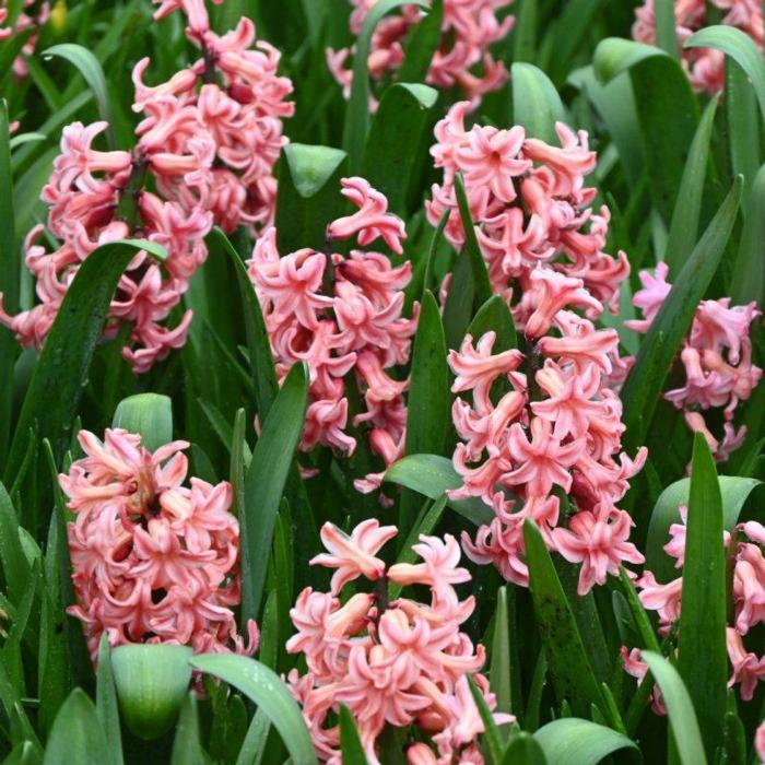 Hyacinthus 'Amigo' plant