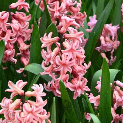 hyacinthus-amigo