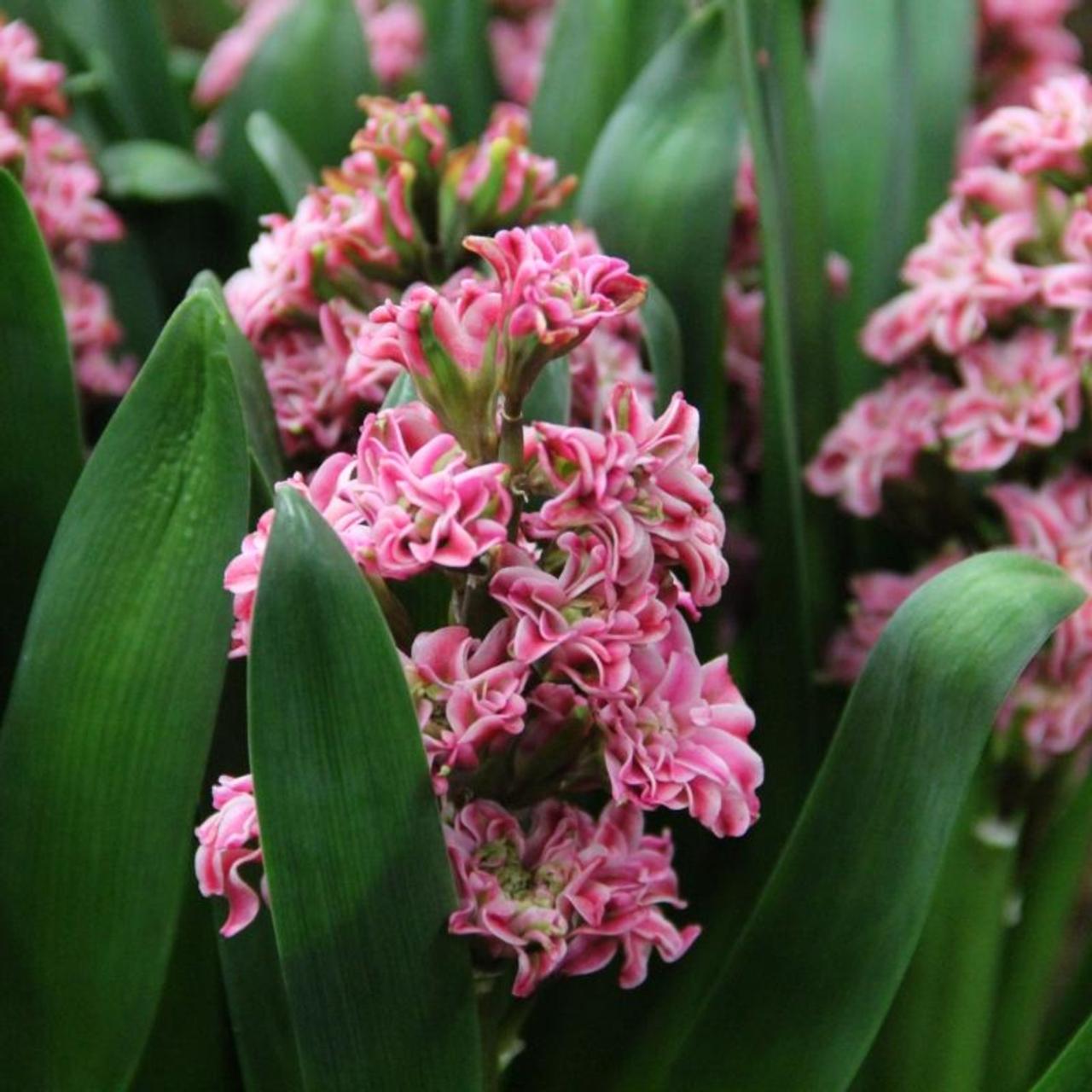 Hyacinthus 'Eros' - buy plants at Coolplants