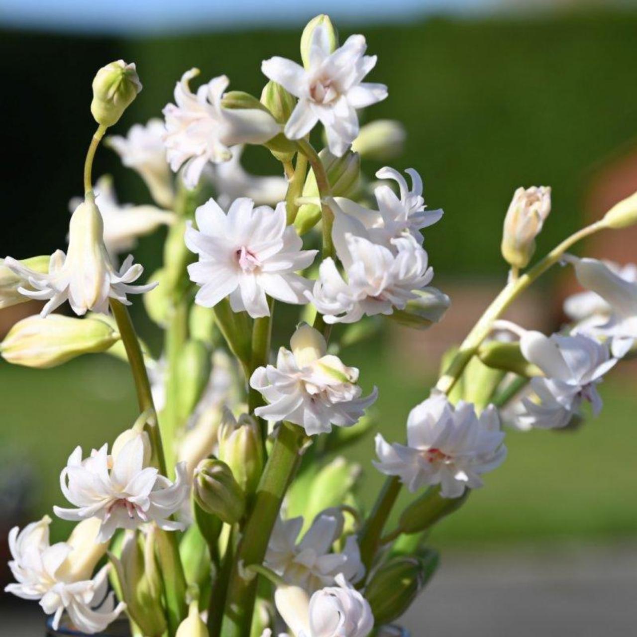 Hyacinthus 'Gloria Mundi' - buy plants at Coolplants