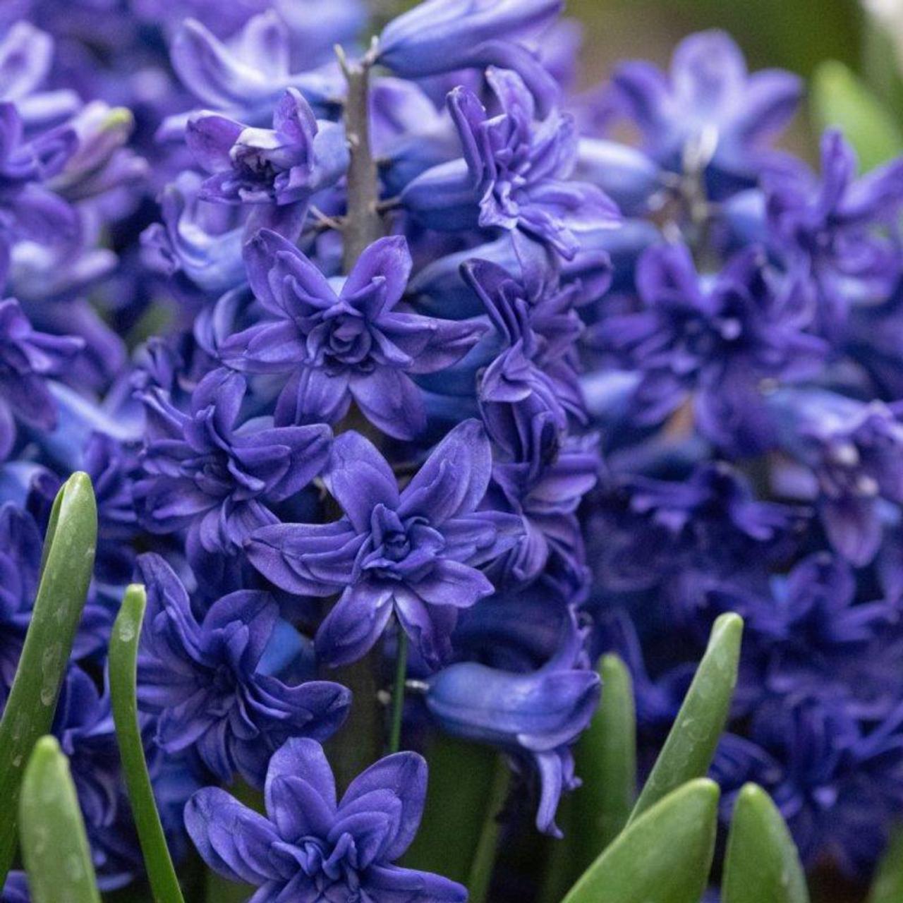 Hyacinthus 'Manhattan' plant