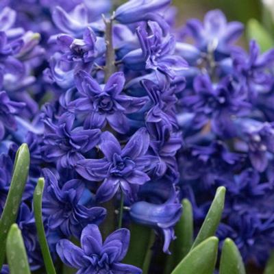 hyacinthus-manhattan