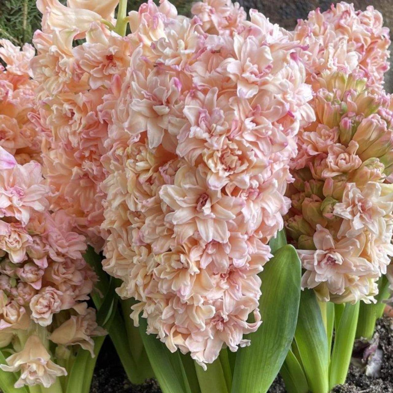 Hyacinthus 'Masquerade'  plant