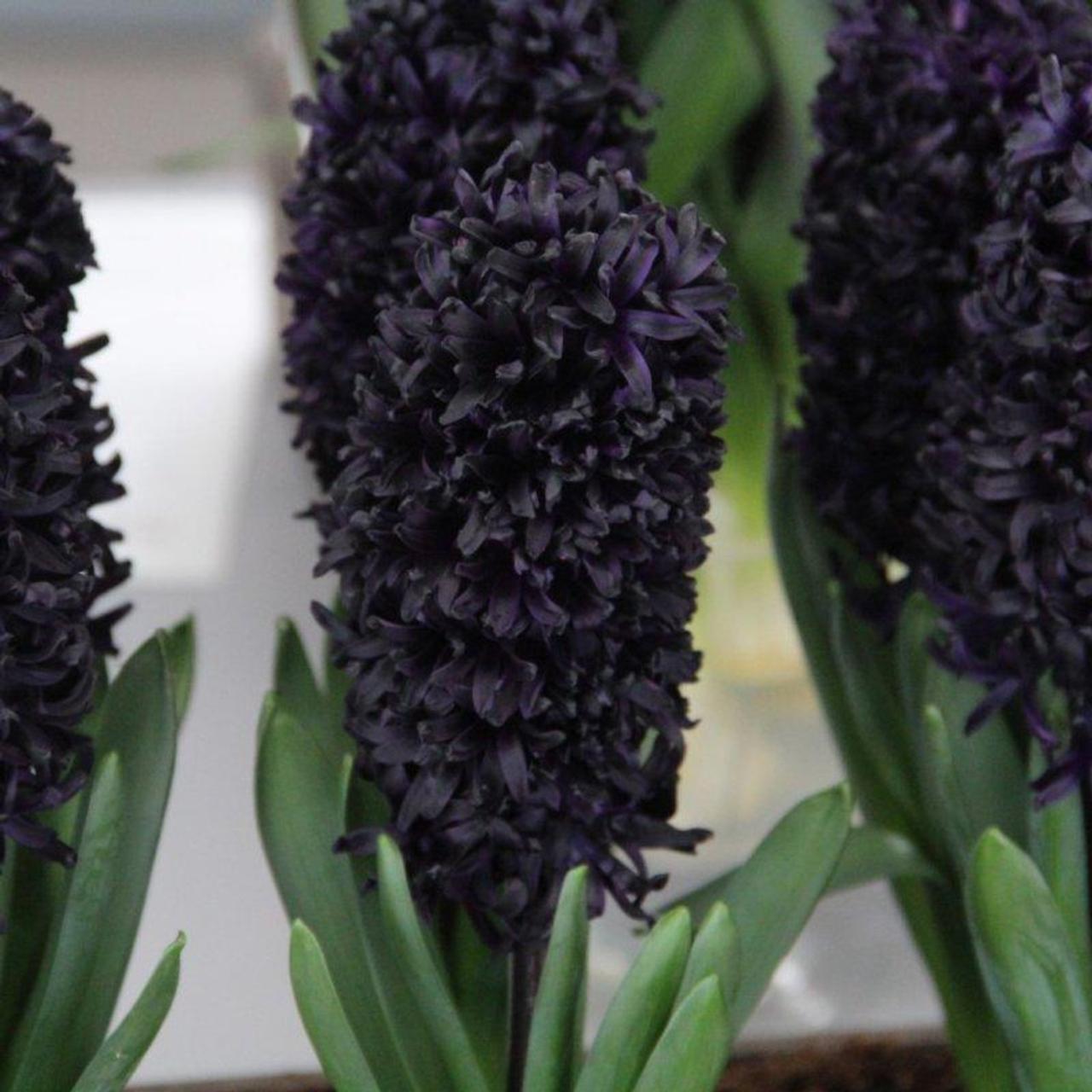 Hyacinthus 'Midnight Sky' plant