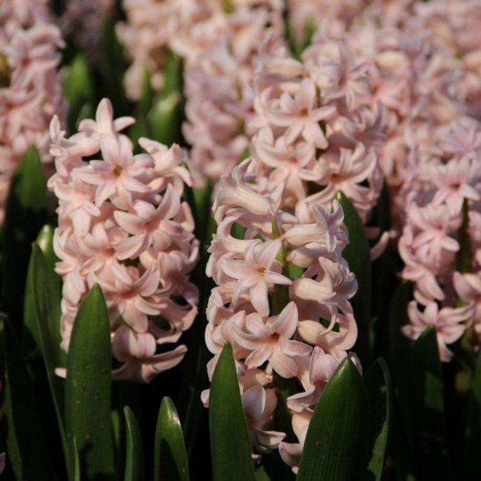 Hyacinthus 'Pink Elephant' plant