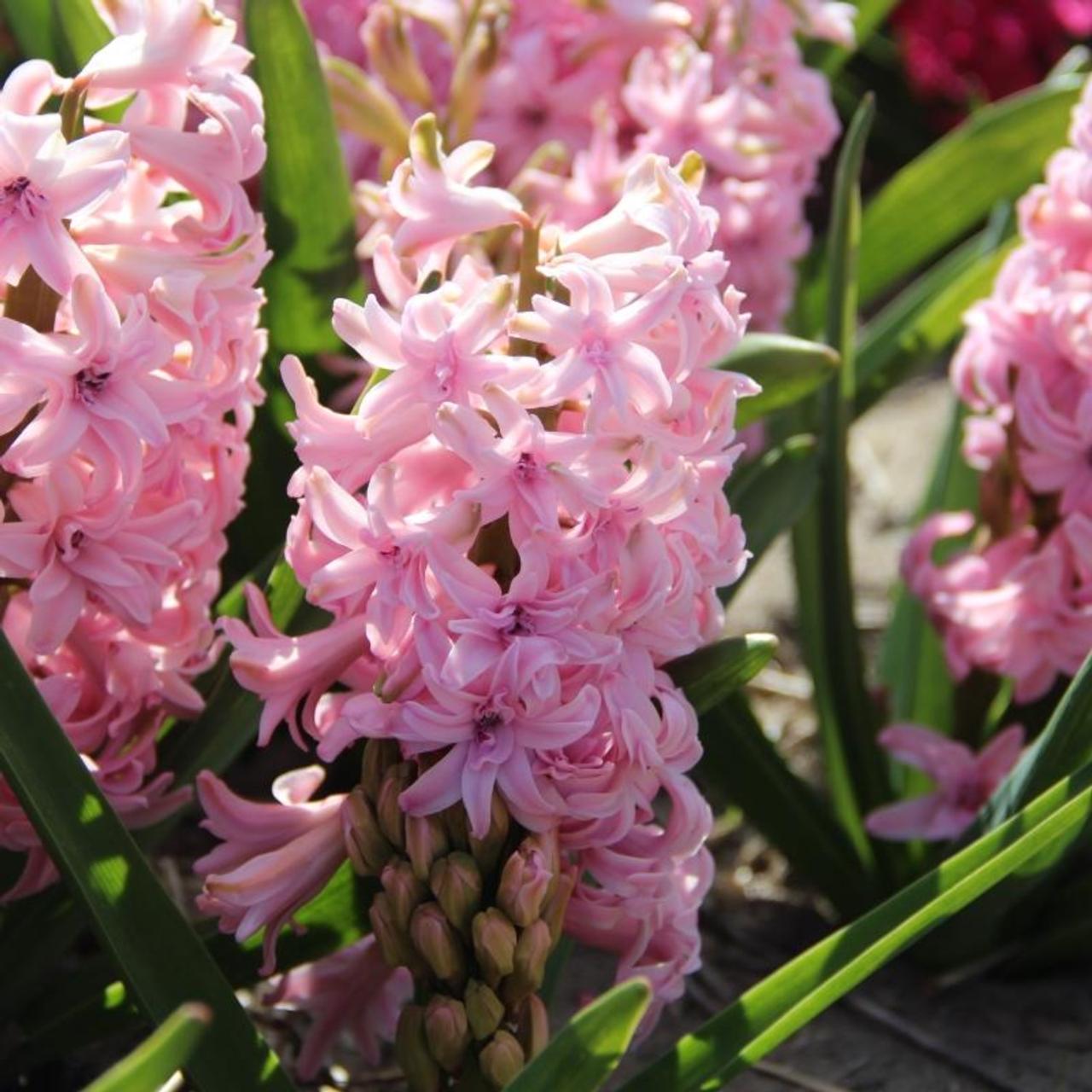 Hyacinthus 'Rosette' - buy plants at Coolplants