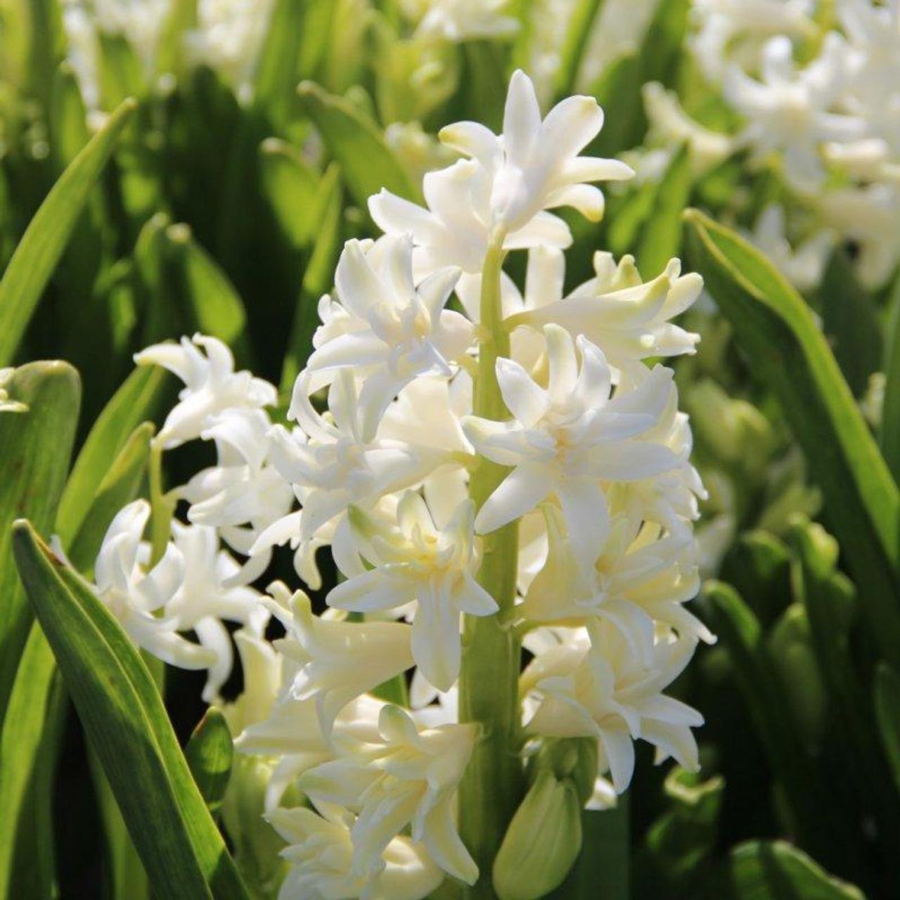 Hyacinthus 'Snow Crystal' plant