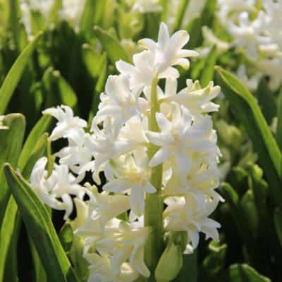 hyacinthus-snow-crystal