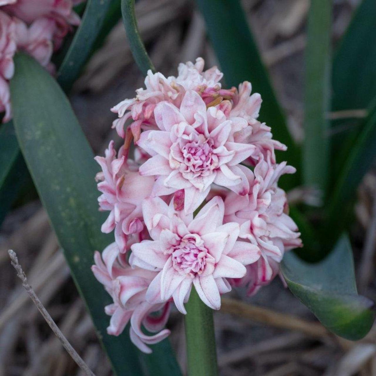 Hyacinthus 'Spring Beauty' plant