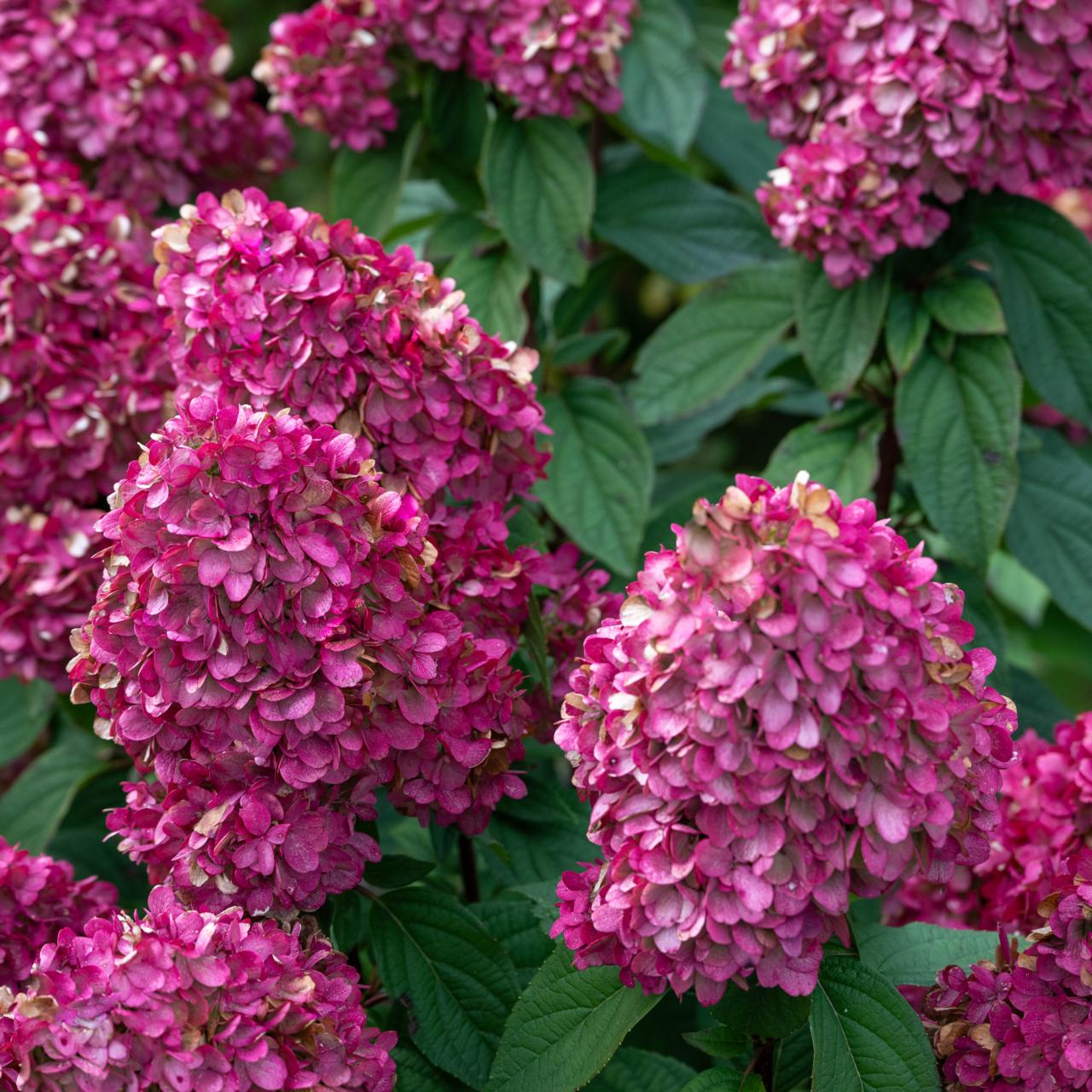 Hydrangea paniculata 'Bloody Marie' plant