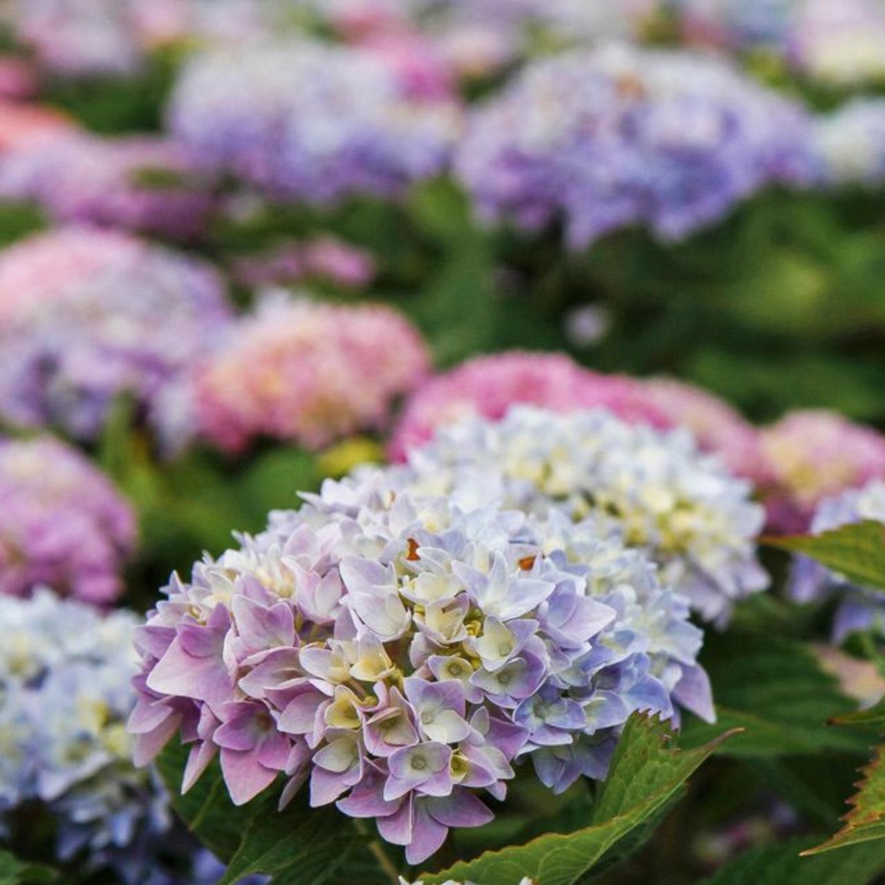 Princess beatrix hydrangea