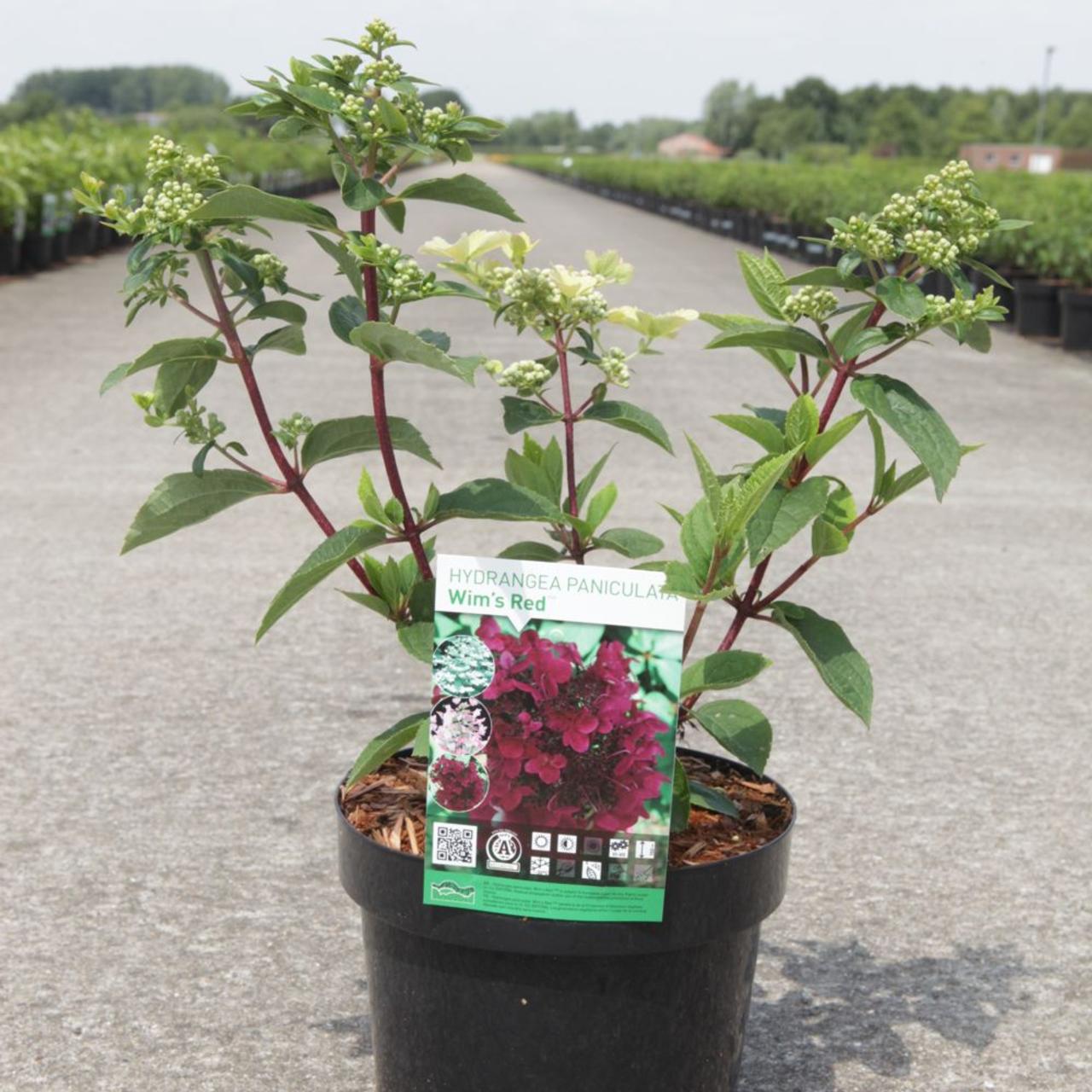 Hydrangea 'Wim's Red' - buy plants at Coolplants