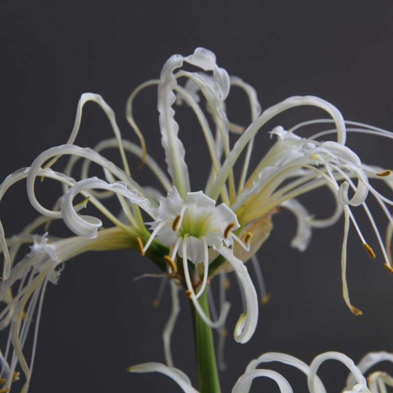 Hymenocallis longipetala plant