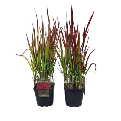 imperata-red-baron