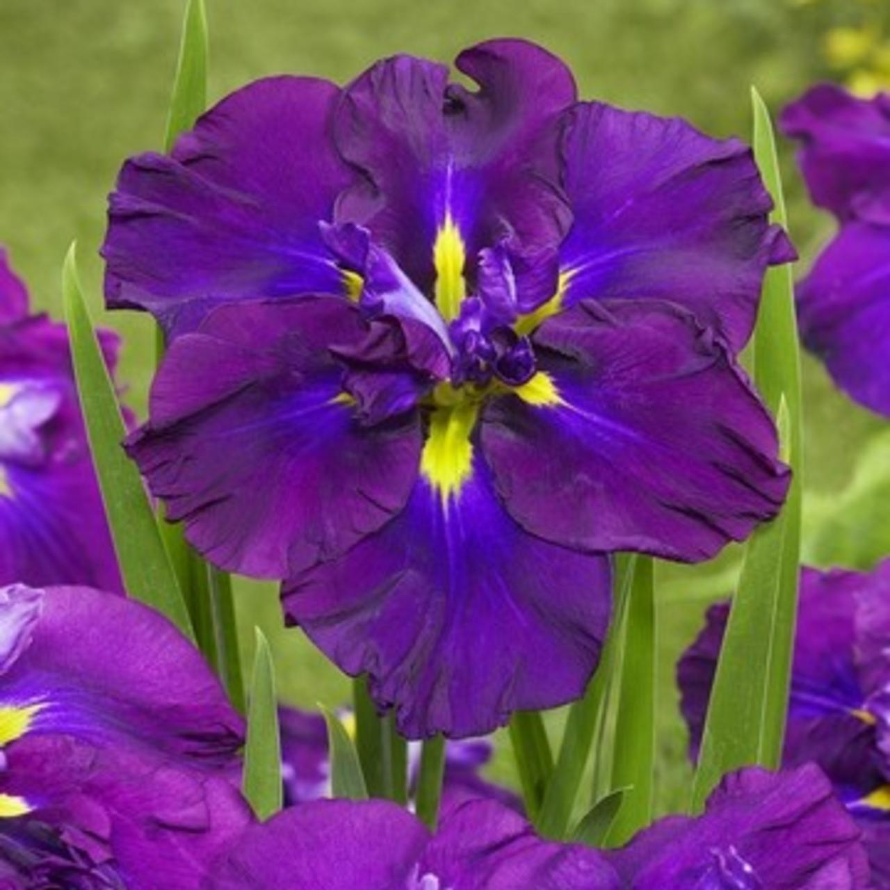 Iris ensata 'Dinner Plate Blueberry Pie' plant