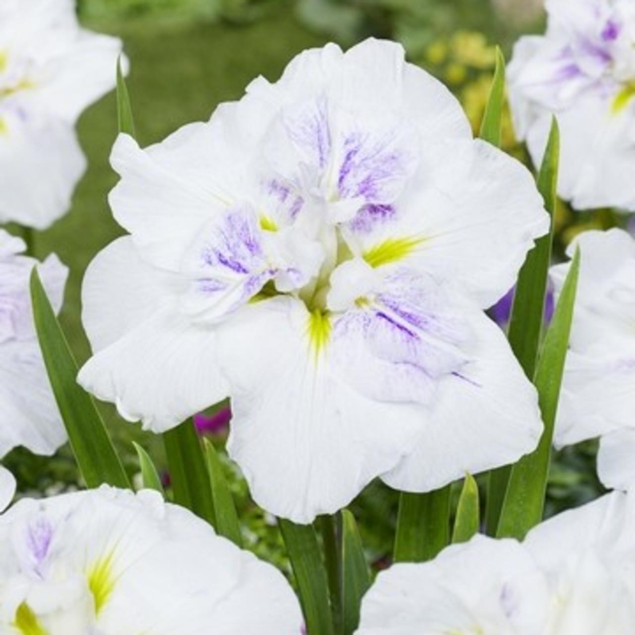 Iris ensata 'Dinner Plate Cupcake' plant